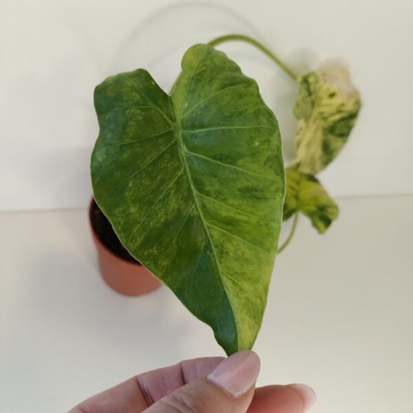 Alocasia Odora variegata Yellow Alocasia Odora variegata Yellow