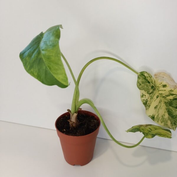 Alocasia Odora variegata Yellow