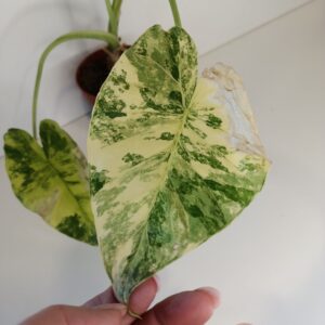 Alocasia Odora variegata Yellow