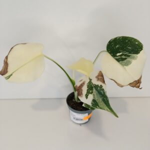 Monstera deliciosa Creme Brulee