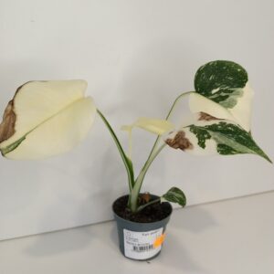 Monstera deliciosa Creme Brulee