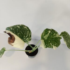 Monstera deliciosa Creme Brulee