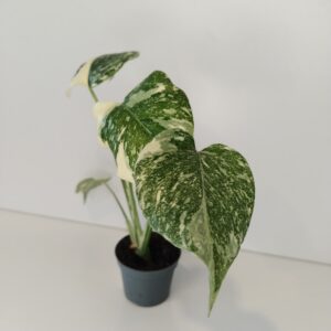 Monstera deliciosa Creme Brulee