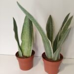 Sansevieria metallica Silver Siam IIgat