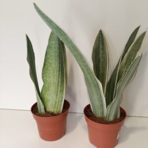 Sansevieria metallica Silver Siam IIgat