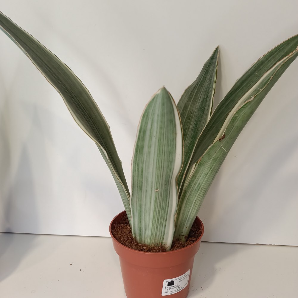 Sansevieria metallica Silver Siam IIgat
