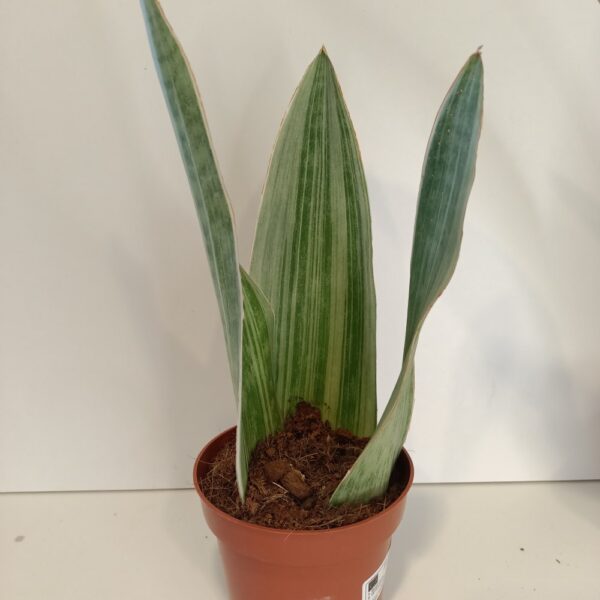 Sansevieria metallica Silver Siam IIgat