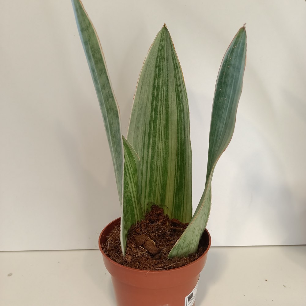 Sansevieria metallica Silver Siam IIgat