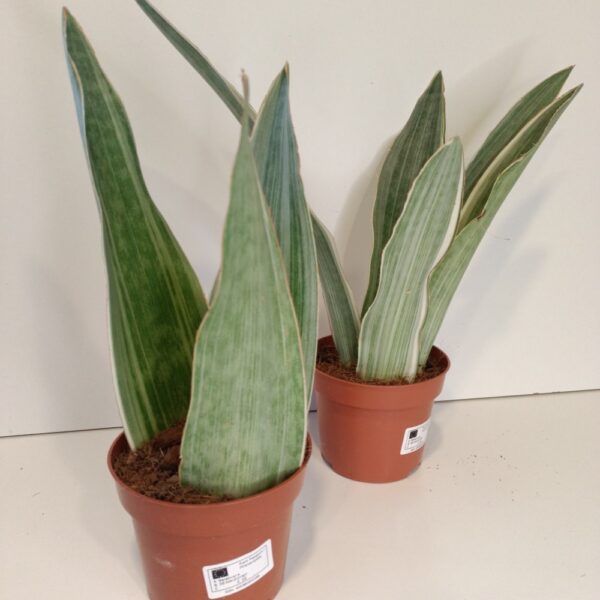 Sansevieria metallica Silver Siam IIgat