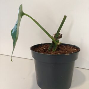 Epipremnum pinnatum Cintho Goldfinger IIgat