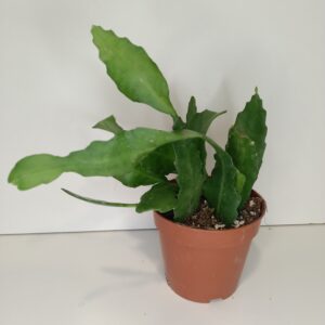 Epiphyllum Fruhlingsgold IIgat