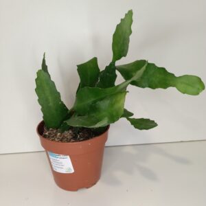 Epiphyllum Fruhlingsgold IIgat