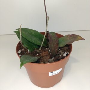 Hoya Erythrina IIgat