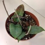 Hoya Erythrina IIgat