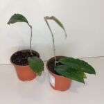 Hoya Erythrina IIgat