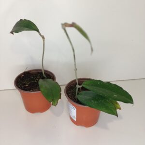 Hoya Erythrina IIgat