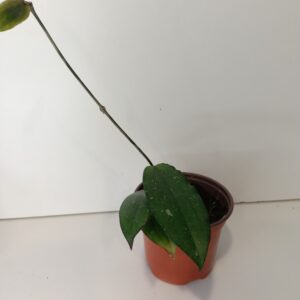 Hoya Erythrina IIgat