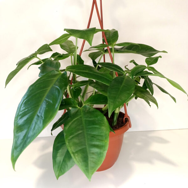 Syngonium Trileaf Wonder-zroślicha