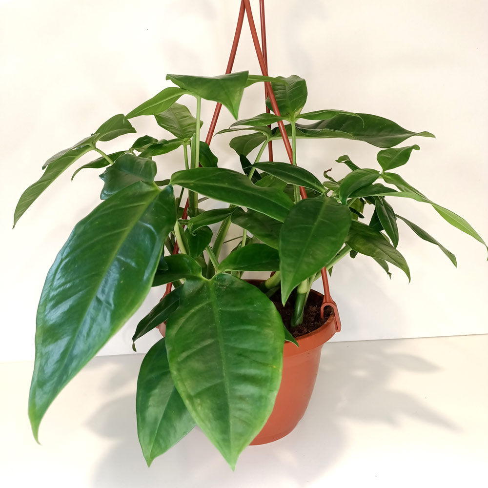 Syngonium Trileaf Wonder-zroślicha