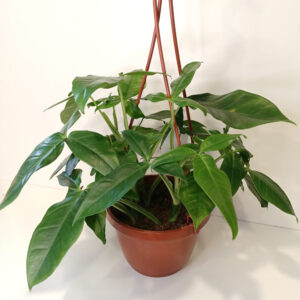 Syngonium Trileaf Wonder-zroślicha