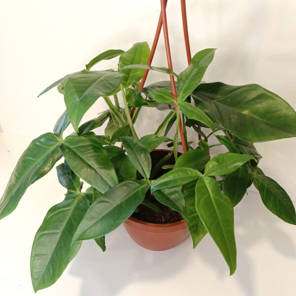 Syngonium Trileaf Wonder-zroślicha