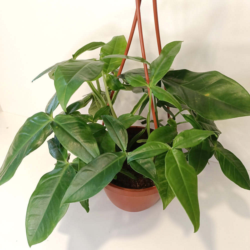Syngonium Trileaf Wonder-zroślicha