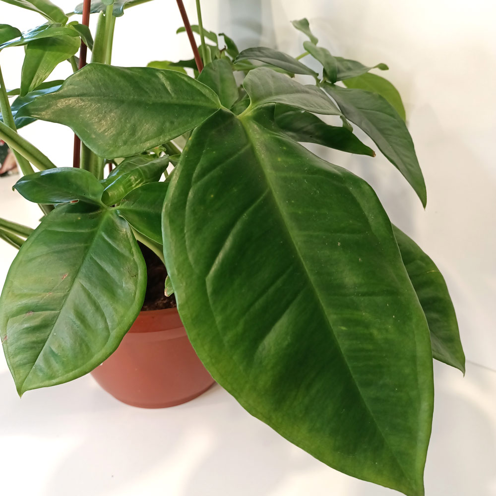 Syngonium Trileaf Wonder-zroślicha