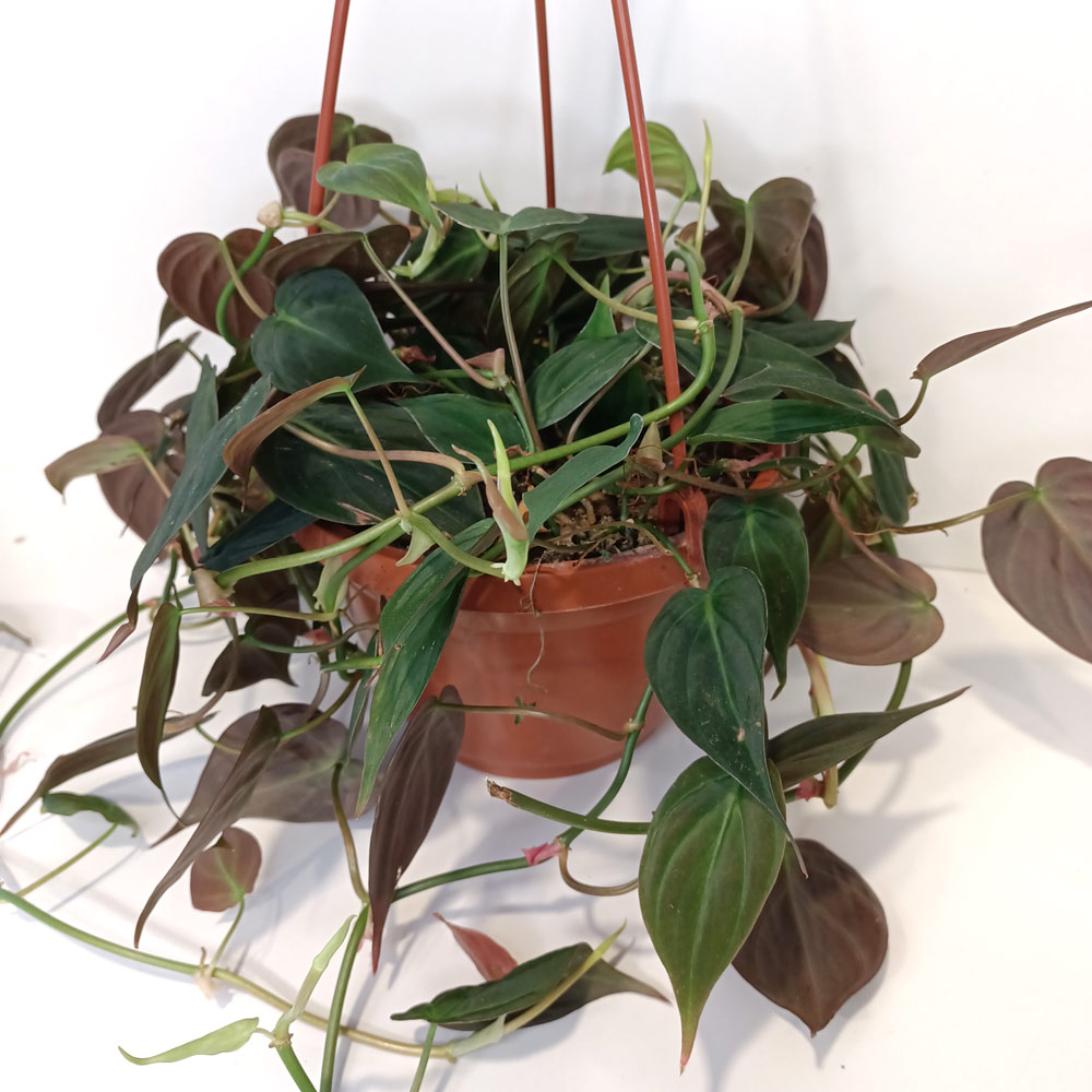 Filodendron scandens micans