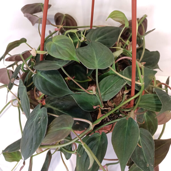 Filodendron scandens micans