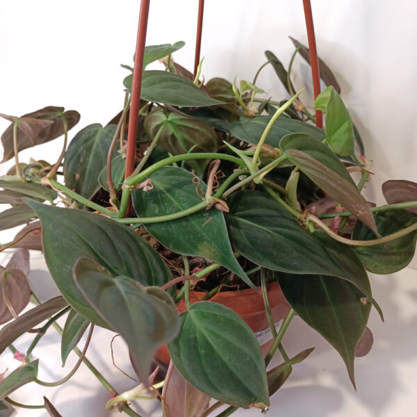 Filodendron scandens micans