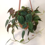 Filodendron scandens micans