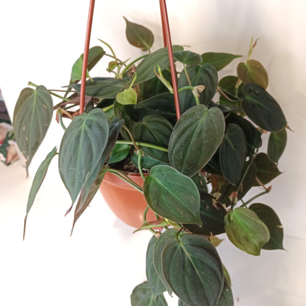 Filodendron scandens micans