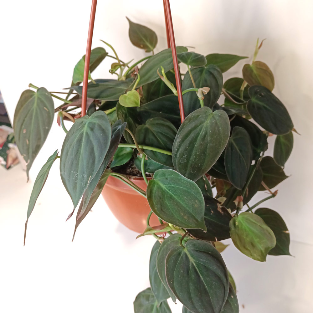 Filodendron scandens micans