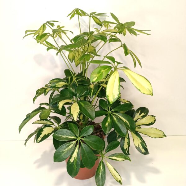 Schefflera arboricola Gerda (szeflera)