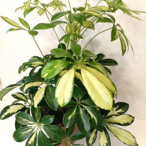 Schefflera arboricola Gerda (szeflera)