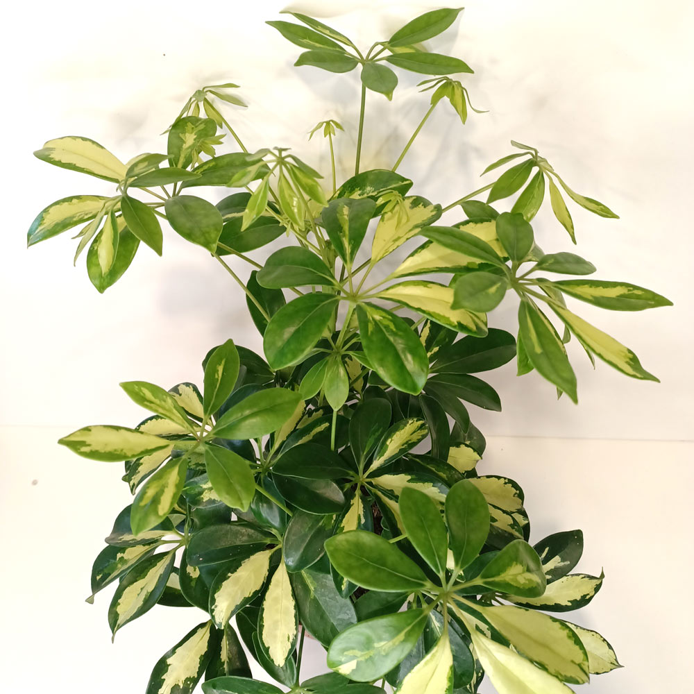 Schefflera arboricola Gerda (szeflera)