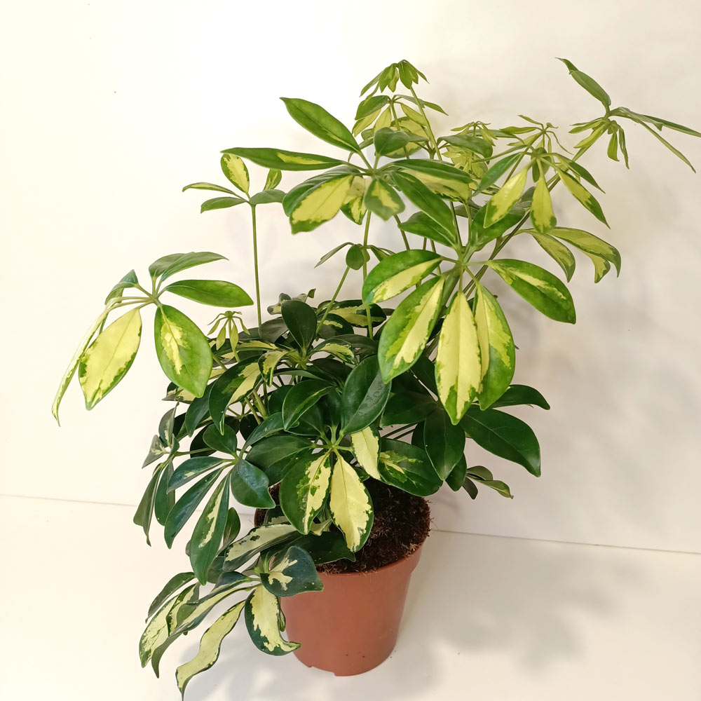 Schefflera arboricola Gerda (szeflera)