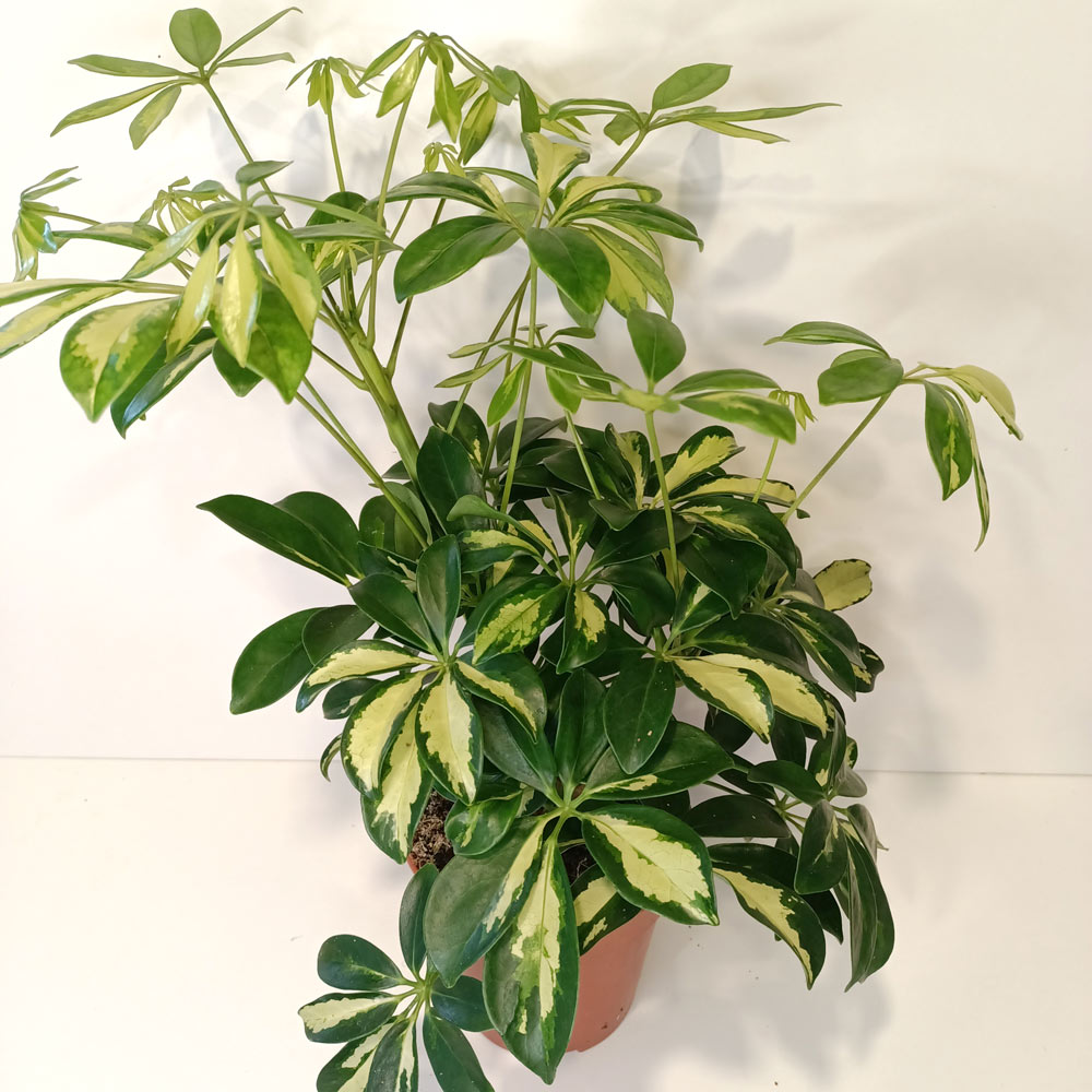 Schefflera arboricola Gerda (szeflera)