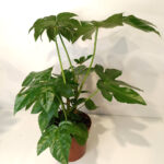 Fatsia japonica