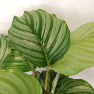 Calathea Orbifolia