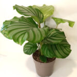 Calathea Orbifolia