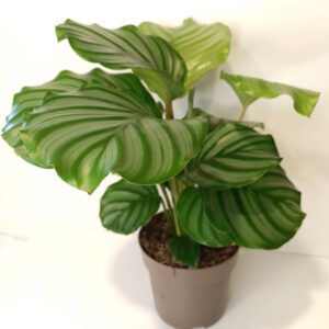 Calathea Orbifolia