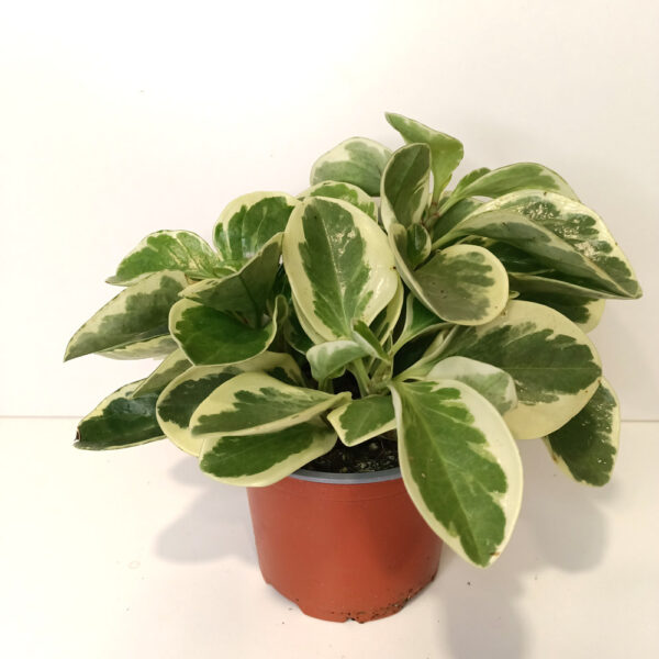 Peperomia obtusifolia variegata