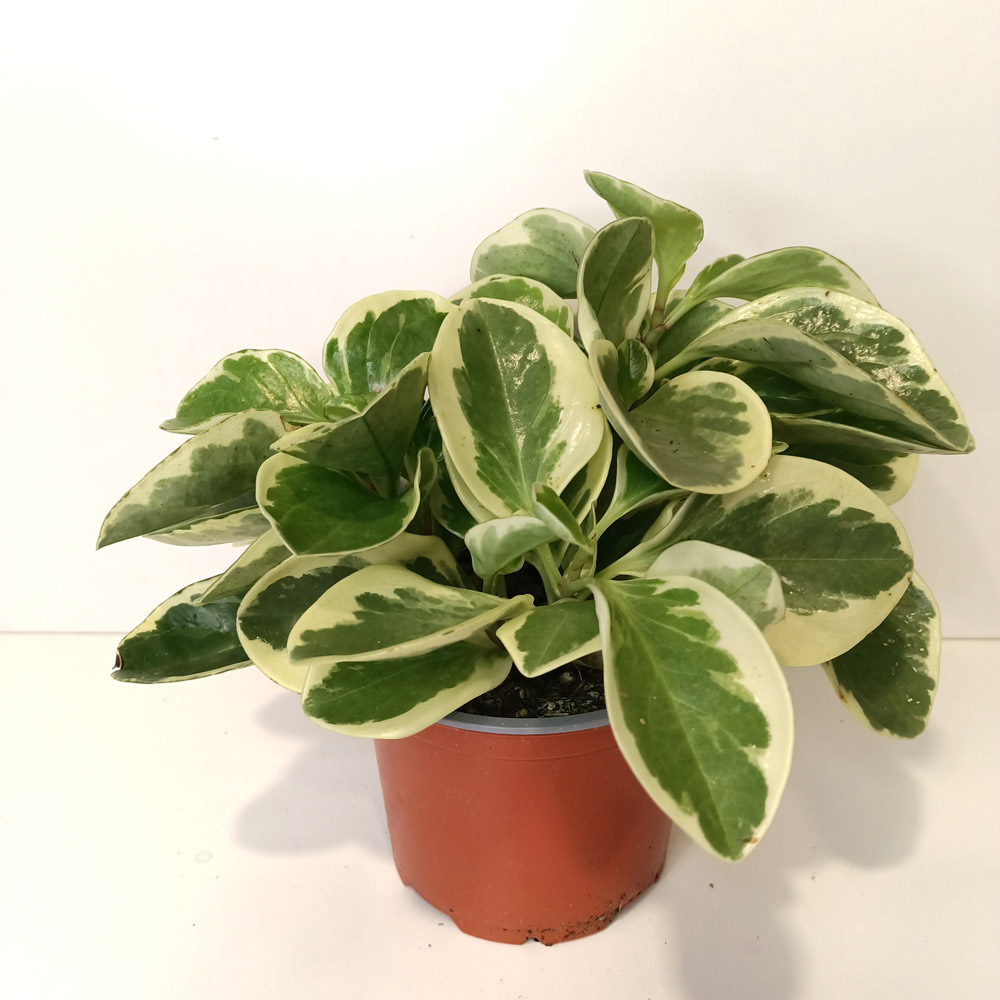 Peperomia obtusifolia variegata