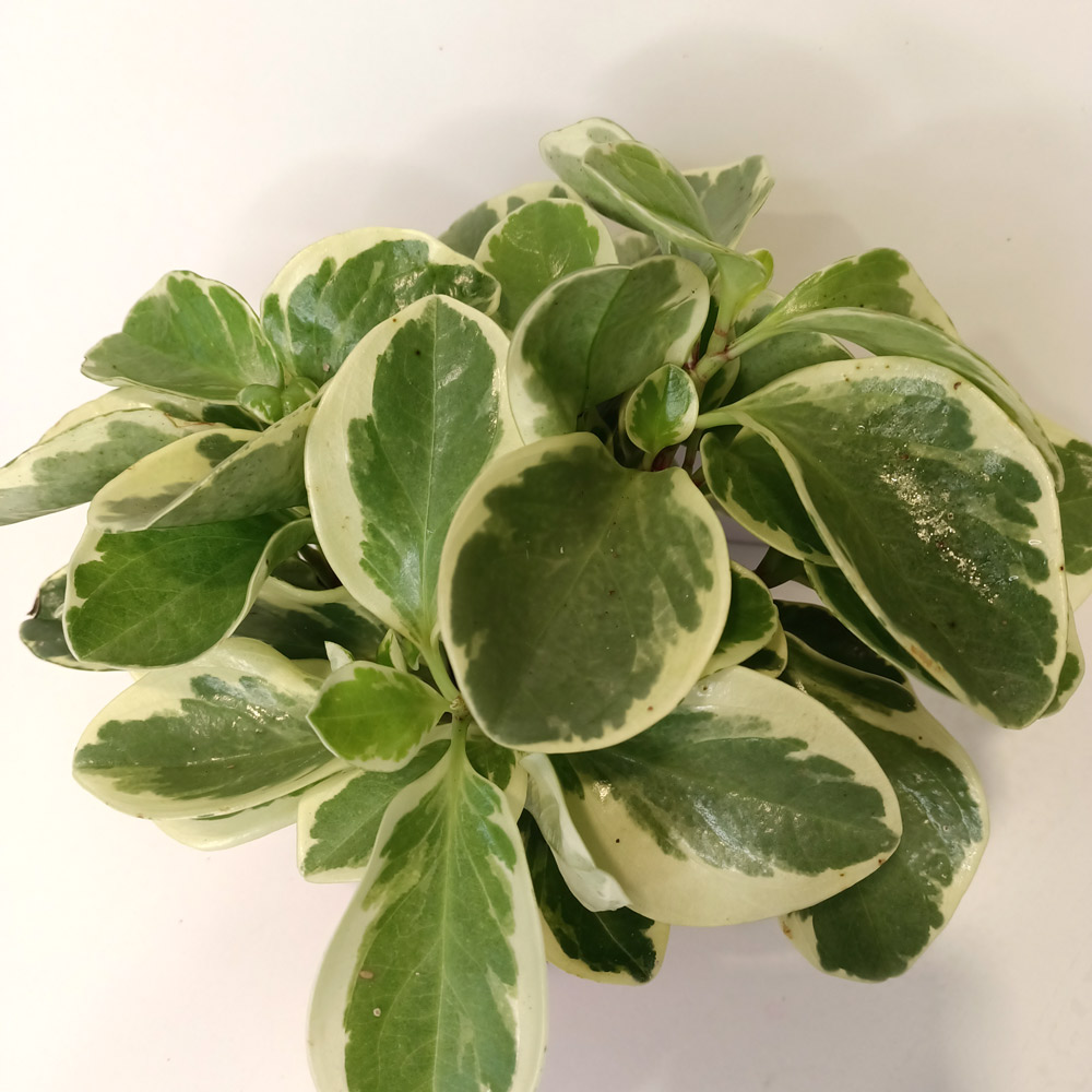 Peperomia obtusifolia variegata