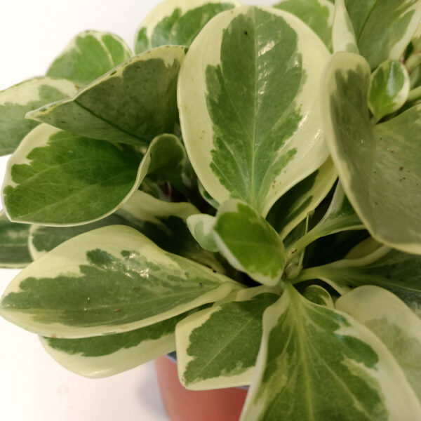 Peperomia obtusifolia variegata