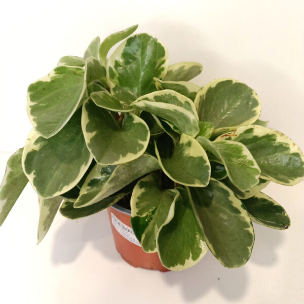 Peperomia obtusifolia variegata