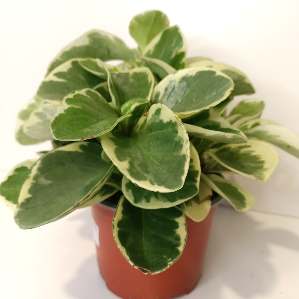 Peperomia obtusifolia variegata