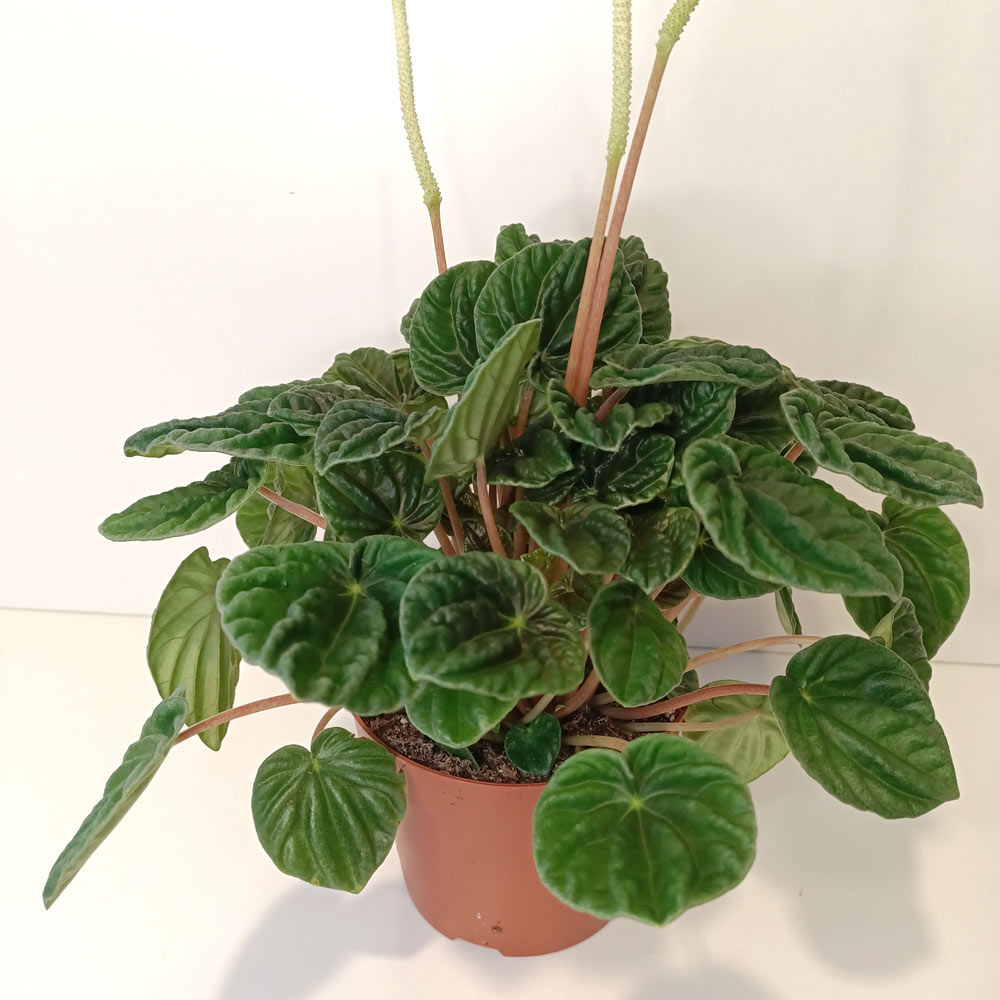 Peperomia caperata Lilian