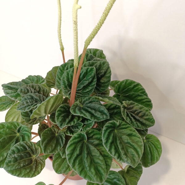 Peperomia caperata Lilian